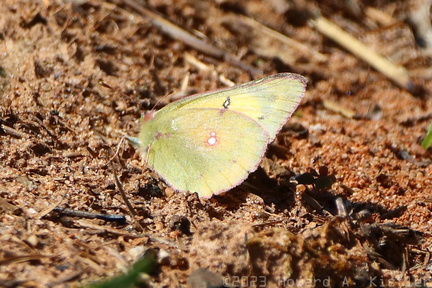 Orange Sulphur