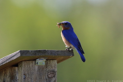 Eastern Bluebird