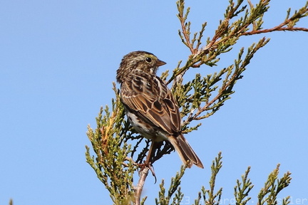 Savannah Sparrow