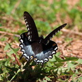 Eastern Black Swallowtail