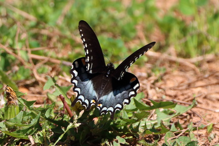 Eastern Black Swallowtail