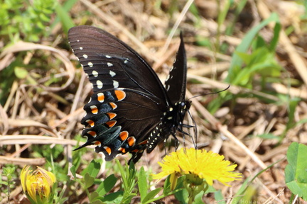 Eastern Black Swallowtail