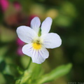 Wild Pansy