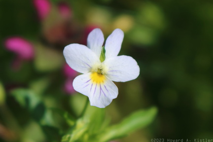 Wild Pansy