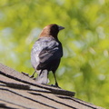 Brown-headed Cowbird