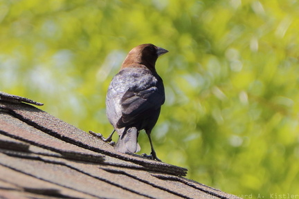 Brown-headed Cowbird