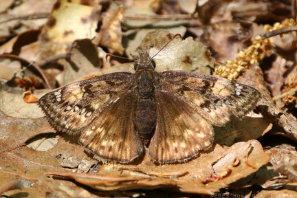 Horace's Duskywing
