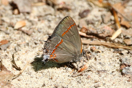 Red-banded Hairstreak