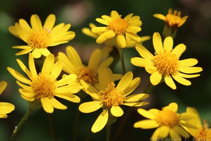 Golden Ragwort