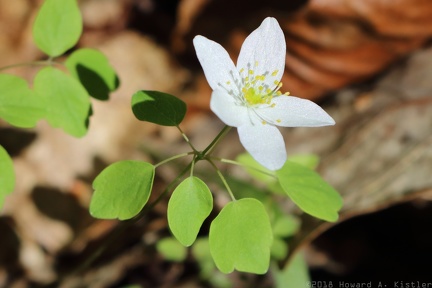 Rue Anemone
