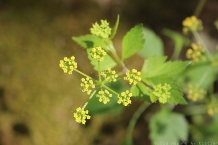 Golden Alexanders