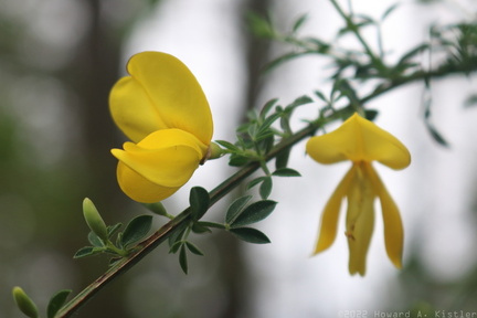 Scotch Broom