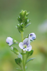 Thyme-leaved Speedwell