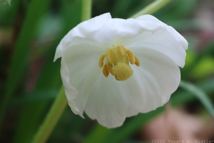 Mayapple