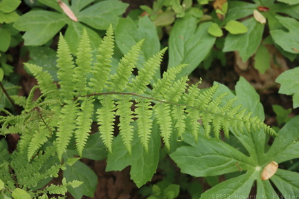 Redstem Lady Fern