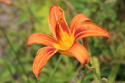 Orange Daylily