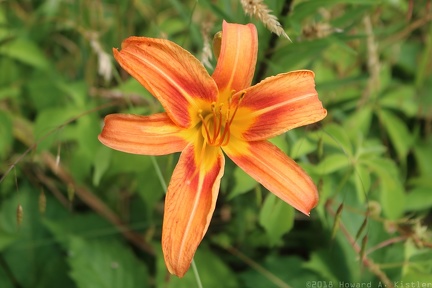 Orange Daylily