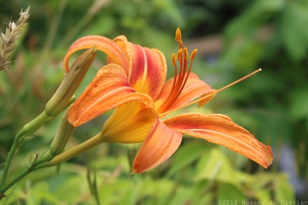Orange Daylily