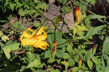 Leichtlin's Lily