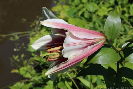 Stargazer or Orienpet Lily