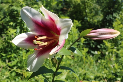 Stargazer or Orienpet Lily
