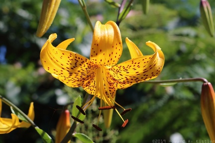 Leichtlin's Lily