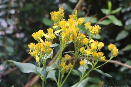 Yellow Crownbeard