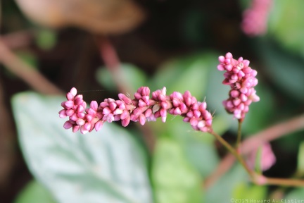 Long-bristled Smartweed