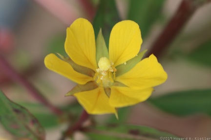 Anglestem Primrose-willow