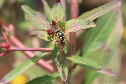 Eastern Yellowjacket