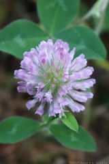 Red Clover