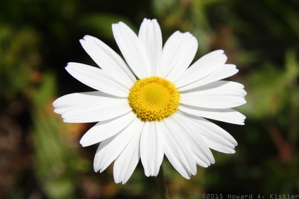 Ox-eye Daisy