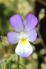 Wild Pansy