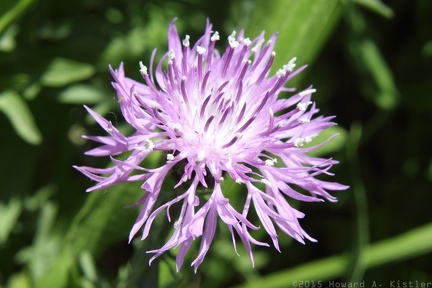 Spotted Knapweed