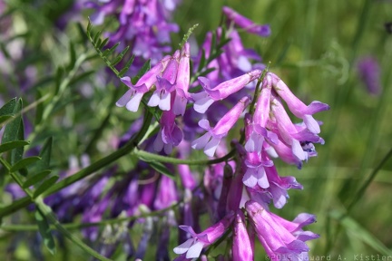 Hairy Vetch