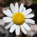 Mayweed