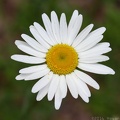 Ox-eye Daisy