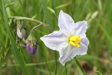 Horse Nettle