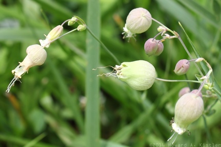 Bladder Campion