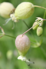 Bladder Campion