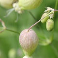 Bladder Campion
