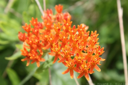 Butterfly Weed