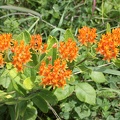 Butterfly Weed
