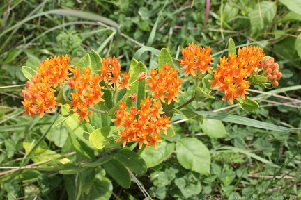 Butterfly Weed