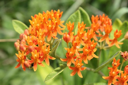 Butterfly Weed