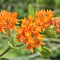 Butterfly Weed
