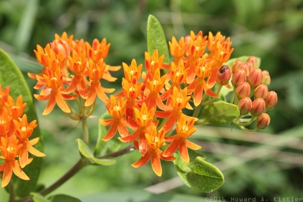 Butterfly Weed