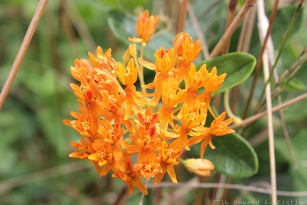Butterfly Weed