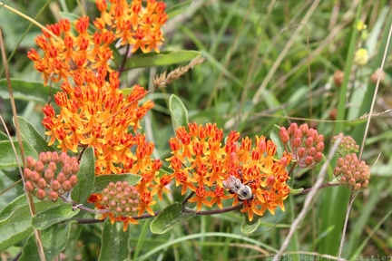 Butterfly Weed