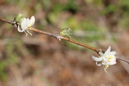 Sweet Breath of Spring